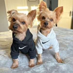 Klaviyo for Pet Brands – Flow Setup & Campaign Support   Global Ecommerce Klaviyo Expert
